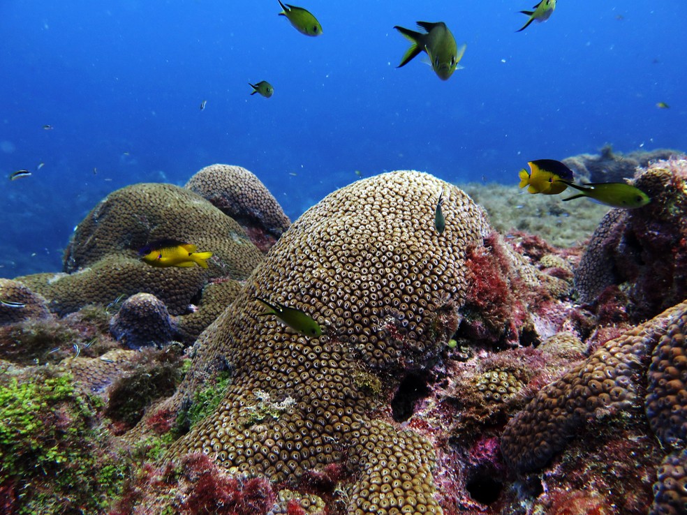 Os vírus contribuem para manter o equilíbrio dos ecossistemas — Foto: Divulgação/De Olho nos Corais